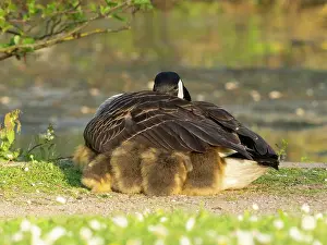 Parent: Canada goose, parent female bird resting at the edge of a lake
