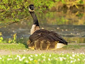 Parent: Canada goose, parent female bird resting at the edge of a lake