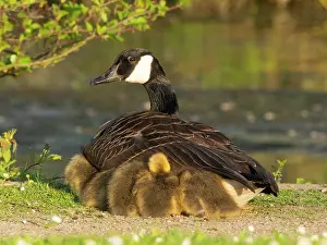 Parent: Canada goose, parent female bird resting at the edge of a lake