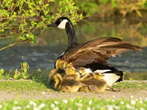 Parent: Canada goose, parent female bird resting at the edge of a lake
