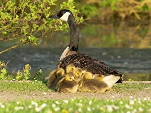 Parent: Canada goose, parent female bird resting at the edge of a lake