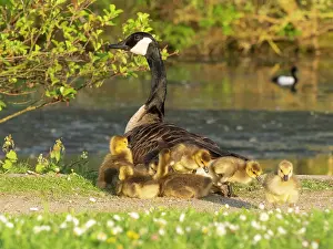 Parent: Canada goose, parent female bird resting at the edge of a lake