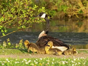 Parent: Canada goose, parent female bird resting at the edge of a lake