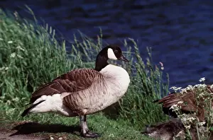 Maureen Brown: CANADA GOOSE - on riverbank