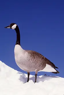 Mary Clay: CANADA GOOSE - IN SNOW