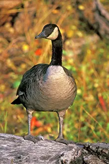 Canadensis: Canada Goose standing on dead tree, autumn colors