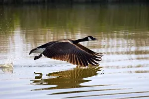 Canada Goose - taking flight at sunrise