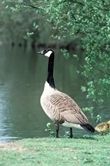 Jack Bailey: CANADA GOOSE - by water