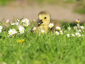 Daisy: Canada Goose, young gosling resting on a park meadow