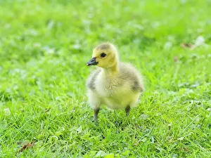 Duncan Usher: Canada Goose, young gosling standing on a park meadow