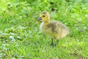 Duncan Usher: Canada Goose, young gosling standing on a park meadow