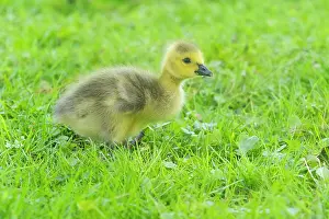Duncan Usher: Canada Goose, young gosling standing on a park meadow