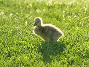Duncan Usher: Canada Goose, young gosling standing on a park meadow