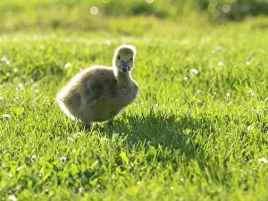 Duncan Usher: Canada Goose, young gosling standing on a park meadow