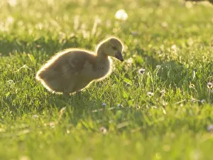 Duncan Usher: Canada Goose, young gosling standing on a park meadow