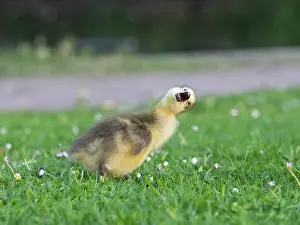 Duncan Usher: Canada Goose, young gosling standing on a park meadow