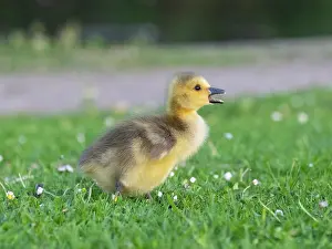 Duncan Usher: Canada Goose, young gosling standing on a park meadow