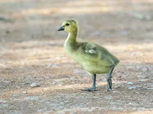 Duncan Usher: Canada Goose, young gosling standing on a park pathway