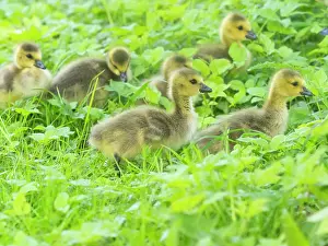 Duncan Usher: Canada Goose, young goslings on a park meadow