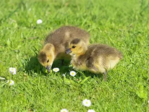 Duncan Usher: Canada Goose, two young goslings on a park meadow searching for food