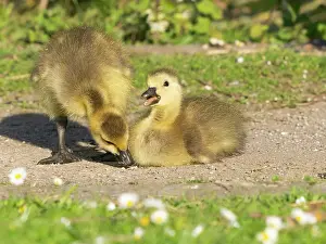Path: Canada Goose, two young goslings on a park path