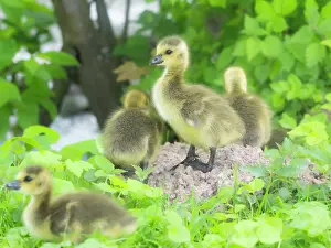 Duncan Usher: Canada Goose, young goslings resting on the side of a lake