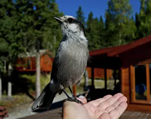 Peanuts: Canada or Gray Jay