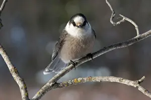 Perisoreus: Canada or Gray Jay
