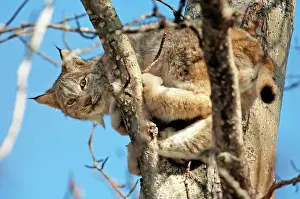Lynxes: Canada lynx or Canadian lynx (Lynx canadensis) in