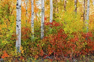 Manitoba: Canada, Manitoba. Autumn colors Hecla-Grindstone