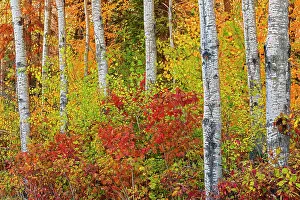 Manitoba: Canada, Manitoba. Autumn colors Hecla-Grindstone
