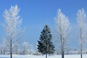 Provincial: Canada, Manitoba, Birds Hill Provincial