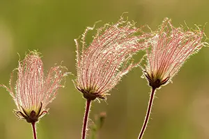 Flowered: Canada, Manitoba, Birds Hill Provincial Park. Flowers