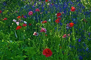 Grandmaison: Canada, Manitoba, Brandon. Poppies and other