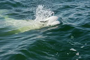 Beluga: Canada, Manitoba, Churchill. Adult mature