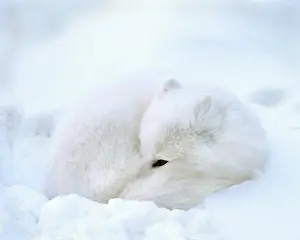 Alopex: Canada, Manitoba, Churchill. Artic fox with