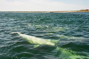 Beluga: Canada, Manitoba, Churchill. Beluga whales