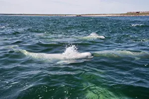 Beluga: Canada, Manitoba, Churchill. Beluga whales