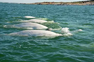Beluga: Canada, Manitoba, Churchill. Churchill River