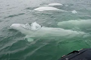 Beluga: Canada, Manitoba, Churchill. Churchill River
