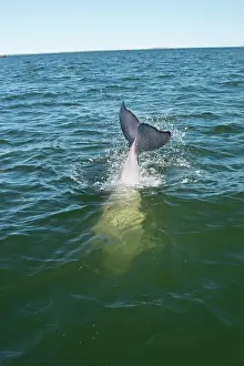 Beluga: Canada, Manitoba, Churchill. Churchill River