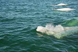 Beluga: Canada, Manitoba, Churchill. Churchill River