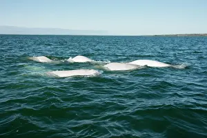 Beluga: Canada, Manitoba, Churchill. Churchill River