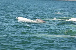 Beluga: Canada, Manitoba, Churchill. Churchill River