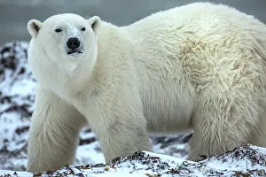 Manitoba: Canada, Manitoba, Churchill. Male polar bear close-up. ic Ji