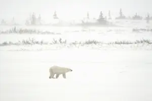 Lowlands: Canada, Manitoba, Churchill. Polar bear