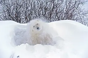 Lowlands: Canada, Manitoba, Churchill. Polar bear