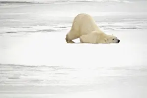 Scratching: Canada, Manitoba, Churchill. Polar bear
