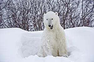 Lowlands: Canada, Manitoba, Churchill. Polar bear