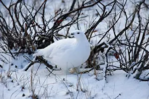 Marc: Canada, Manitoba, Churchill Willow Ptarmigan
